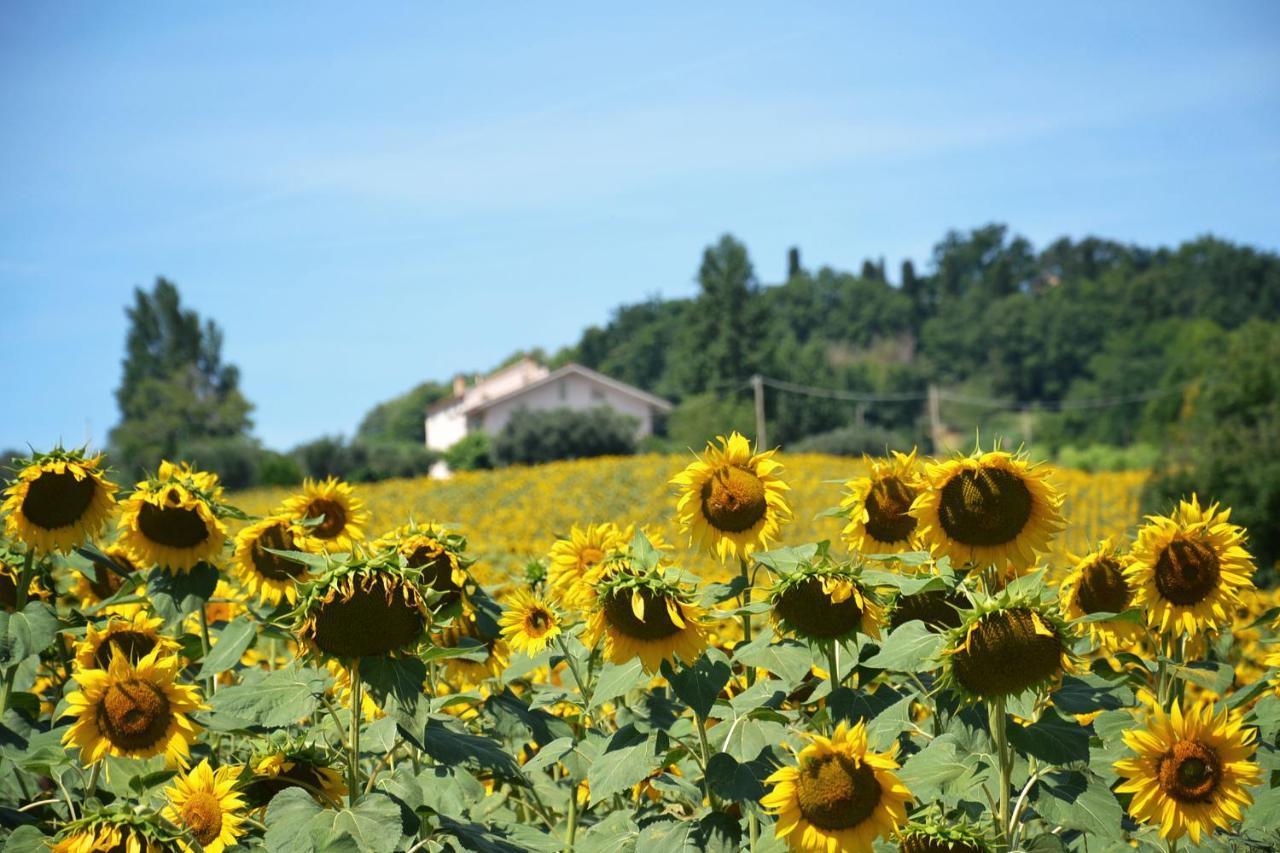 Cupramontana Le Piume B&B المظهر الخارجي الصورة